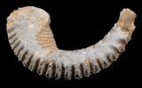 Cretaceous Fossil Oyster (Rastellum) - Madagascar #30315-1